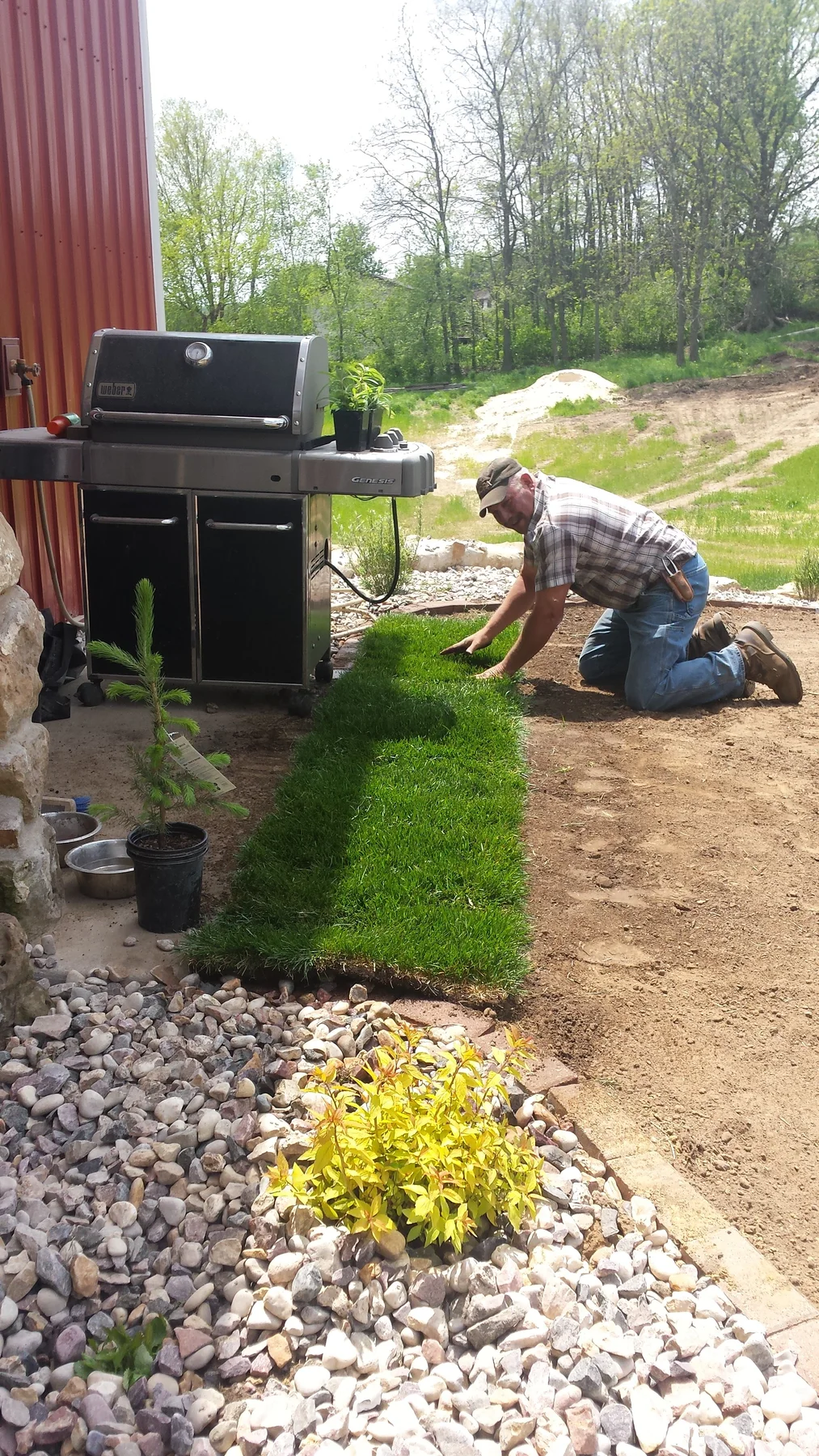 Sod being set near the barn entrance.